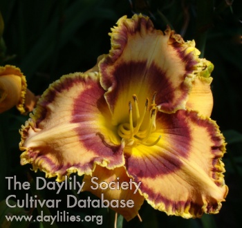 Daylily Here Comes Trouble